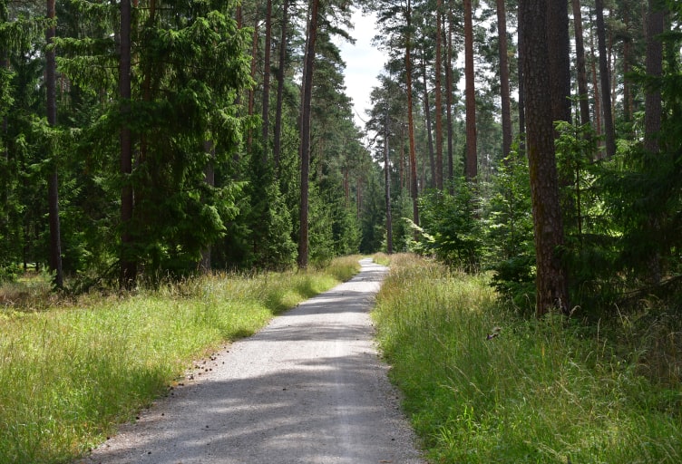 Fußweg durch eine waldreiche Umgebung.